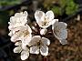 Prunus Trailblazer